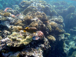 Yellow-brown boxfish with bright blue spots