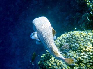 Spotted puffer fish swimming in the red sea