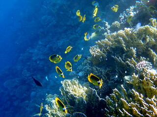 Schooling yellow striped butterflyfish over coral reef