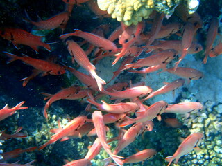 School of small reddish-orange glassfish near coral