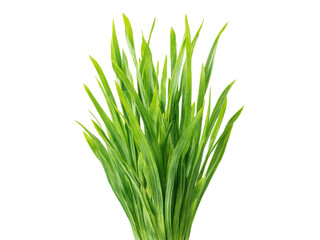 Lush green grass blades isolated on black background, Isolated On White Background, Png Transparent