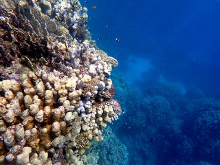 Vibrant shallow coral reef teeming with small fish