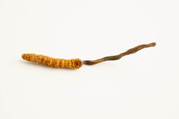 Cordyceps sinensis or Ophiocordyceps sinensis isolated on white background, mushroom herb treatment medicine.