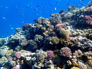 Vibrant shallow coral reef teeming with small fish