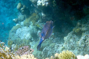 Blue spotted boxfish over beige coral reef