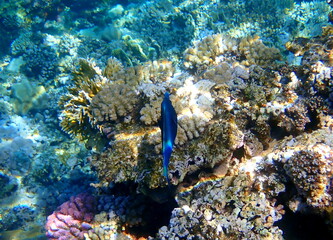 Dark blue bird wrasse swimming over coral reef