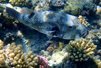 White spotted puffer fish over dark coral