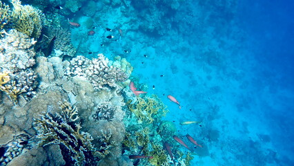 Vibrant shallow coral reef teeming with small fish