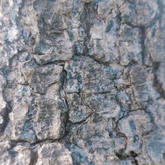 image of the outer bark of an old Albizia saman tree