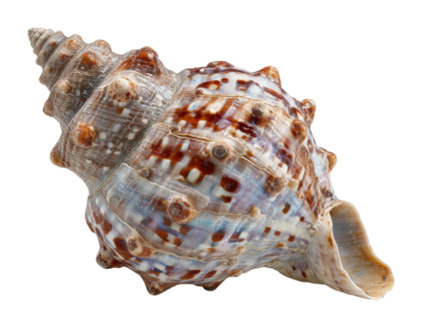 Stunning sea shell coastal beach nature sandy isolated on transparent background