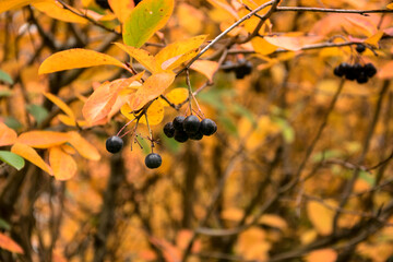 Black chokeberry berries and  leaves