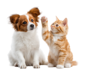 Playful dog and cat together pet isolated on transparent background