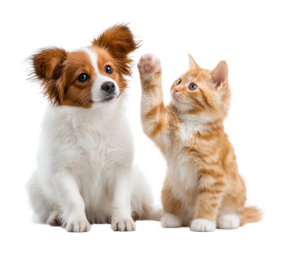 Playful dog and cat together pet isolated on transparent background