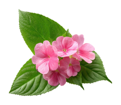 Blooming pink flowers nature garden bright environment isolated on transparent background