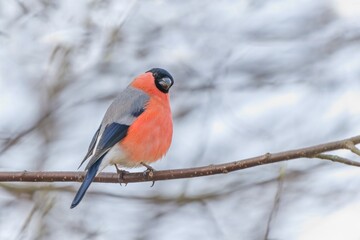 A male bullfinch sits on a branch in winter. A bullfinch in the nature habitat. Pyrrhula pyrrhula