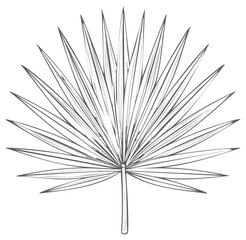 Fototapeta premium Exotic tropical fan palm leaf line art illustration. Botanical minimalist drawing of a palmate frond.