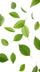 Naklejka premium green leaves isolated on white