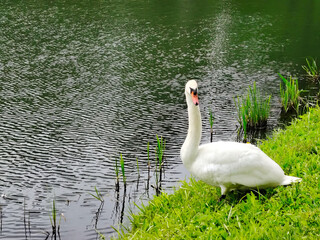 White swan standing on green grass next to a pond.
