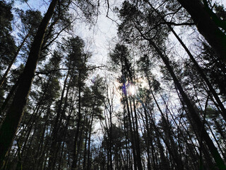 Low angle view of tall pine trees against a bright sky with sun flare.
