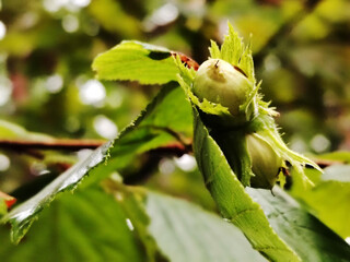 Unripe hazelnut on a tree branch.