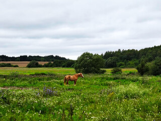 Horse standing in a green meadow.