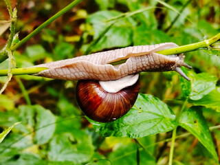 Garden snail on a thin green stem.