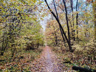Dirt path covered with fallen leaves in forest.
