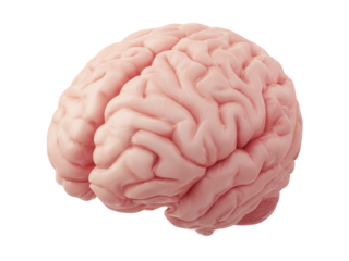 Human brain anatomy 3d render medical illustration, Isolated On White Background, Png Transparent