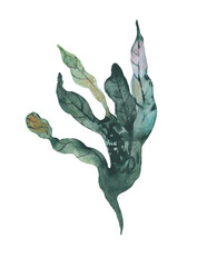Seaweed watercolor illustration of abstract sea underwater plants