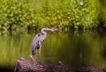 A grey heron sitting on a log, lying in the water.  A grey heron in the nature habitat.  Ardea cinerea