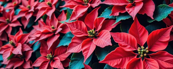 Vibrant Red Poinsettia Flowers in Full Bloom Against Green Leaves Background