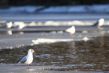 Seagulls are sitting on an ice floe, spring ice in the river and migratory birds have returned