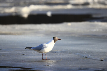 Seagulls are sitting on an ice floe, spring ice in the river and migratory birds have returned