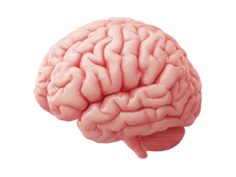 Human brain anatomy 3d model medical science, Isolated On White Background, Png Transparent