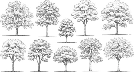 Black and white illustration of ten deciduous trees, varied canopy shapes, detailed foliage, artistic reference, botanical diversity, landscape design