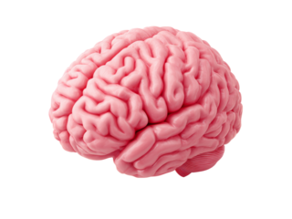 Pink human brain model isolated on black background medical science anatomy, Isolated On White Background, Png Transparent
