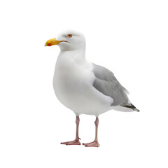 Obraz premium seagull isolated on white background