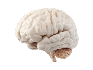Human brain anatomy 3d model medical science, Isolated On White Background, Png Transparent