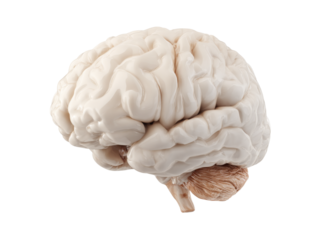 Human brain anatomy 3d model medical science, Isolated On White Background, Png Transparent