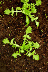 salad seedlings in a greenhouse in autumn