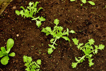 salad seedlings in a greenhouse in autumn