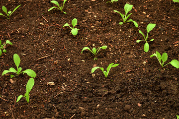 Chinese kale seedlings in a greenhouse in autumn