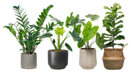 Houseplants png sticker, home decor on transparent background