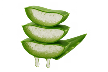 Aloe vera slices with fresh dripping gel, natural ingredient for healthy skincare and beauty product