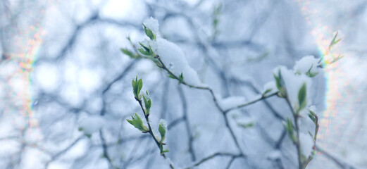 Early spring backdrop, sunny bokeh background in spring park, sunny day abstract nature background