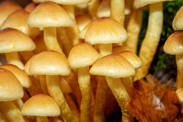 Wie kleine Laternen leuchten sie im feuchten Herbstlicht – Pilze, dicht an dicht, als wüssten sie um die Magie der Gemeinschaft. Zwischen Moos und Erde entfalten sie ihr stilles Wunder, zart und doch 