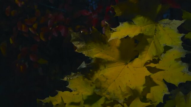 Close up view of golden yellow and orange maple tree leaves and red autumn leaves during night or evening time that move in the wind slightly in slow motion.