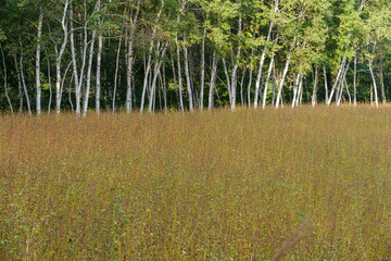 白樺とソバ畑
