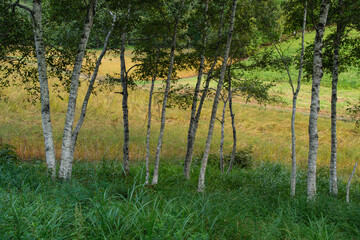 高原の白樺林
