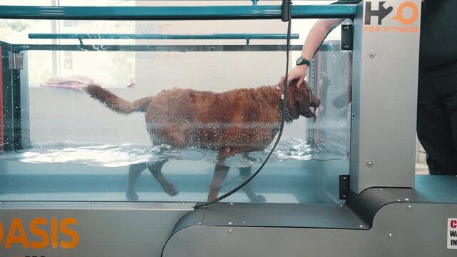 A dog exercises on a hydro treadmill, combining water resistance and physical therapy for fitness, rehabilitation, and wellness.